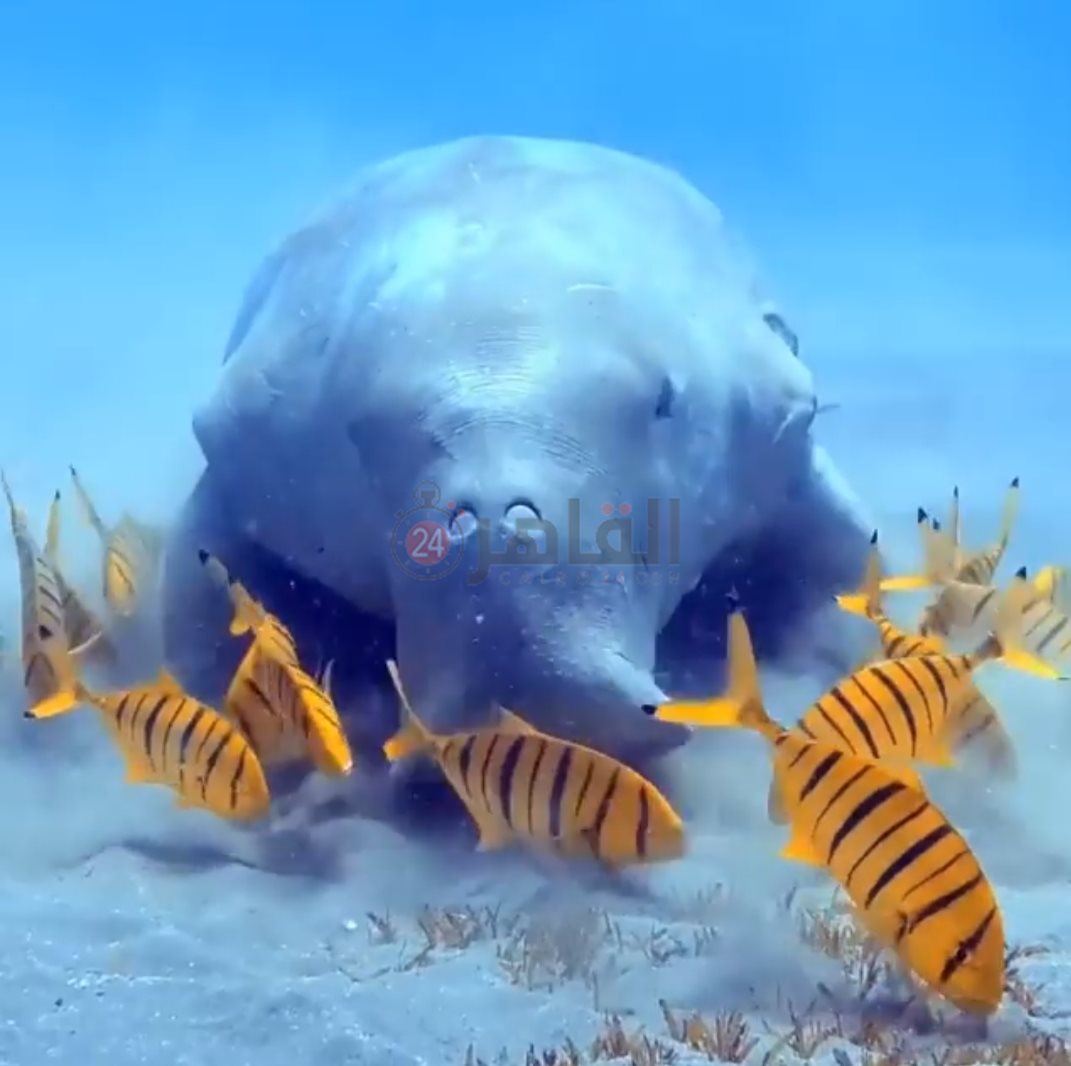 رصد عروس البحر بمنطقة أبو دباب 