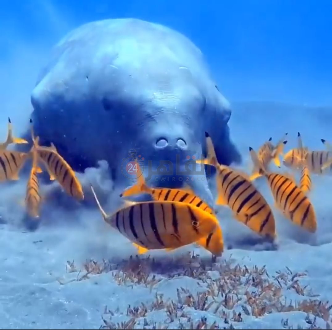 رصد عروس البحر بمنطقة أبو دباب 