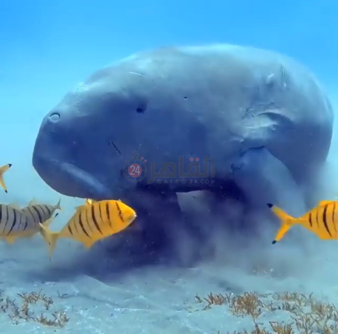 رصد عروس البحر بمنطقة أبو دباب 