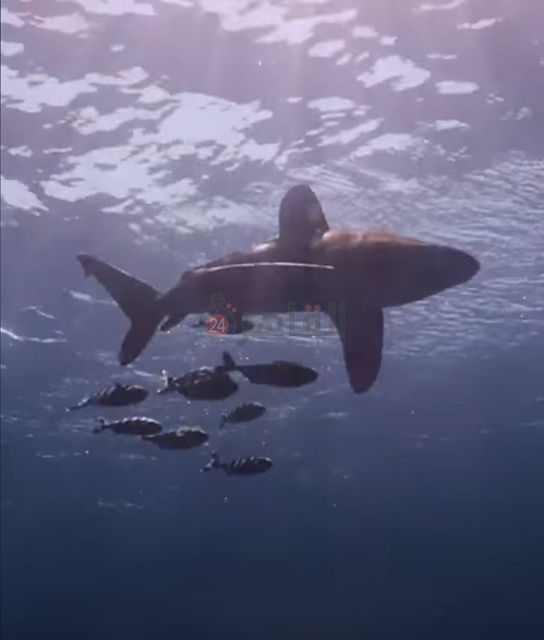 IMG_٢٠٢٢٠٦١٦_٠٧٥٠٣٤