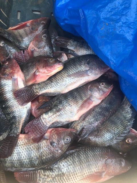 حملات بيطرية تفتيشية على الأسواق بالشرقية 02