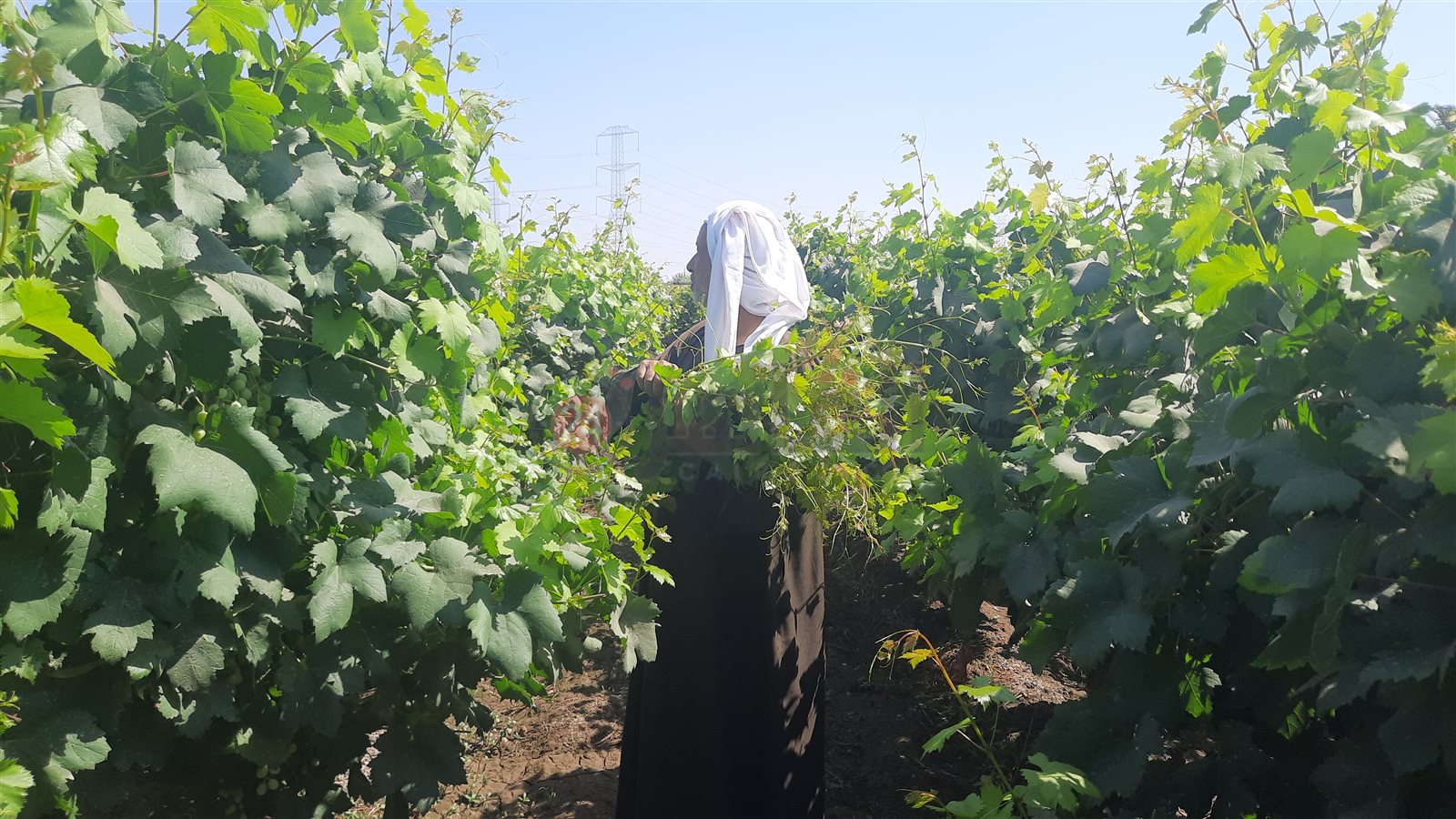 ٢٠٢٢٠٦١٥_١٤٣٩٢٠