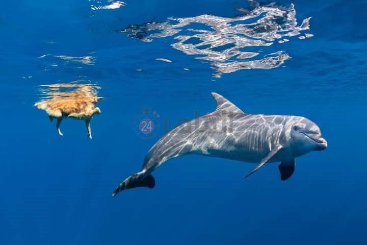 دولفين يداعب كلبا