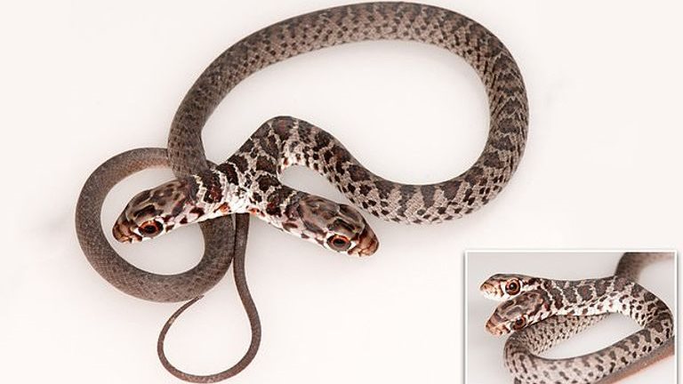 تفسير رؤية افعى في المنام