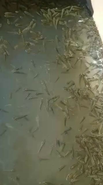 إطلاق 2 مليون زريعة أسماك في بحر مويس بالشرقية 06