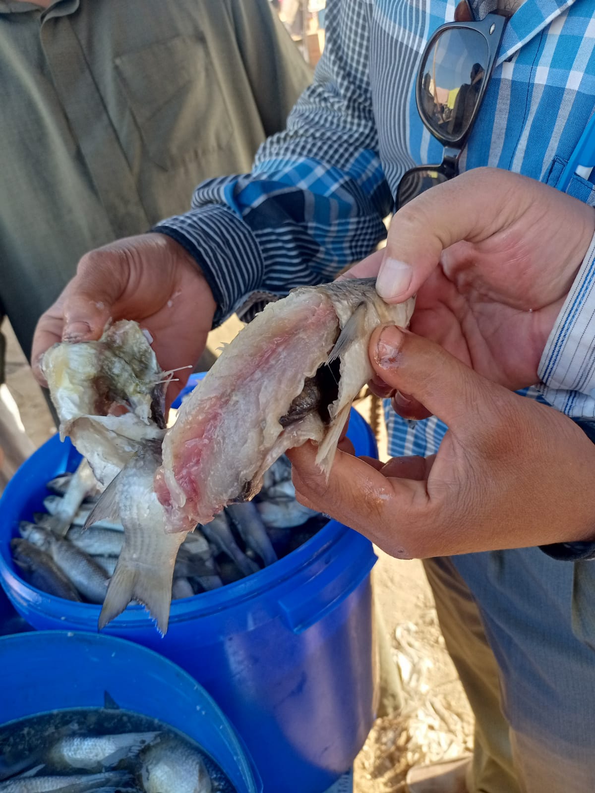 حملات تفتيشية على الأسواق بالشرقية 01