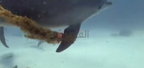 IMG_٢٠٢٢٠٧١٧_٠٦٥٤٣١