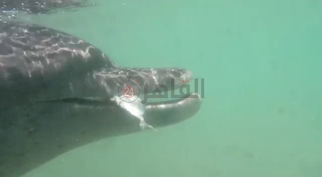  إنقاذ دولفين الغردقة 