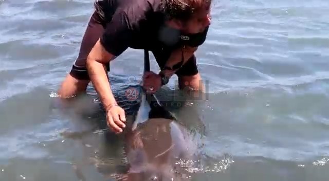  إنقاذ دولفين الغردقة 