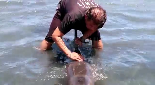  إنقاذ دولفين الغردقة 