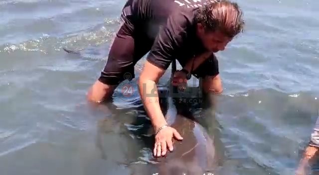  إنقاذ دولفين الغردقة 