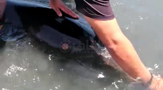  إنقاذ دولفين الغردقة 