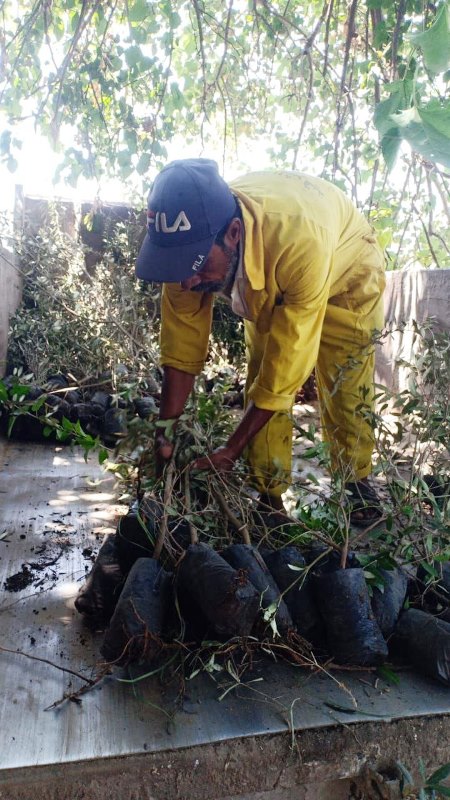 انطلاق مبادرة 100 مليون شجرة بالشرقية 02