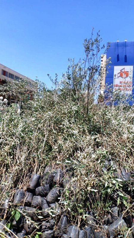 انطلاق مبادرة 100 مليون شجرة بالشرقية 03