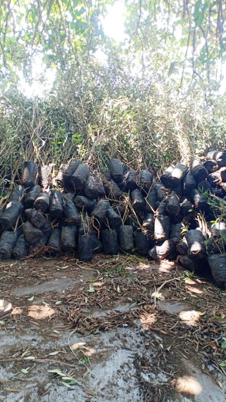 انطلاق مبادرة 100 مليون شجرة بالشرقية 04