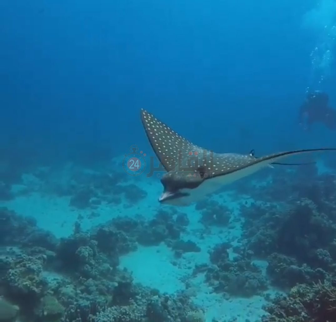 IMG_٢٠٢٢٠٨١٨_١٤٢٤٣١