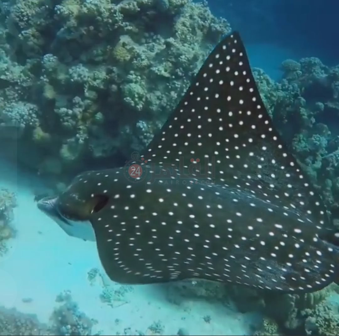 IMG_٢٠٢٢٠٨١٨_١٤٢٣٥٥