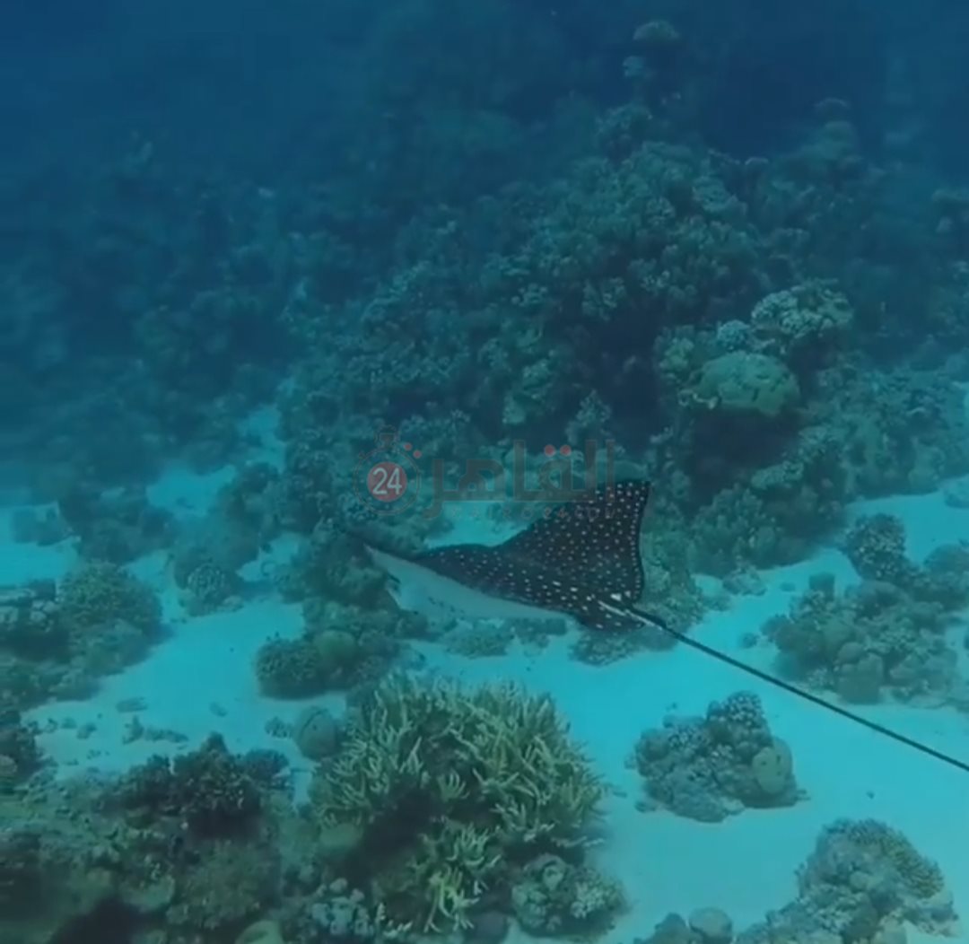 IMG_٢٠٢٢٠٨١٨_١٤٢٣٣٧