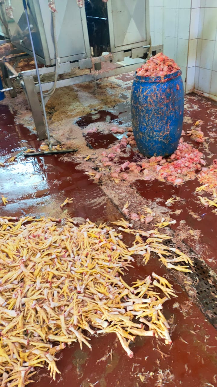 منشآت غذائية مخالفة بالشرقية 03