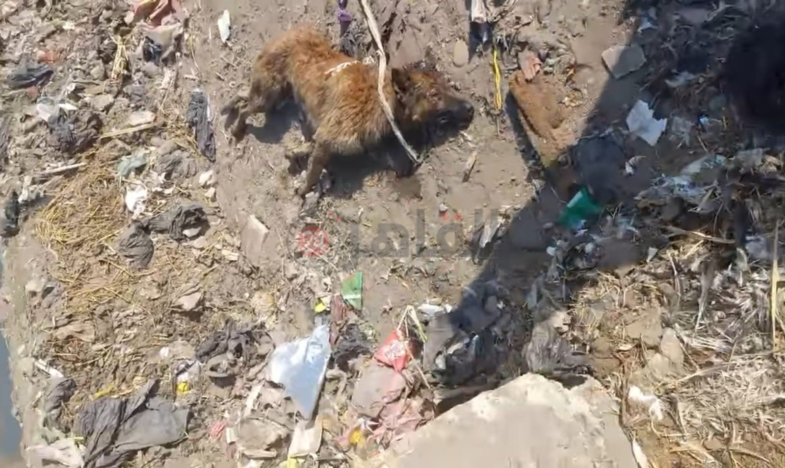 جثة الكلب المسعور 02