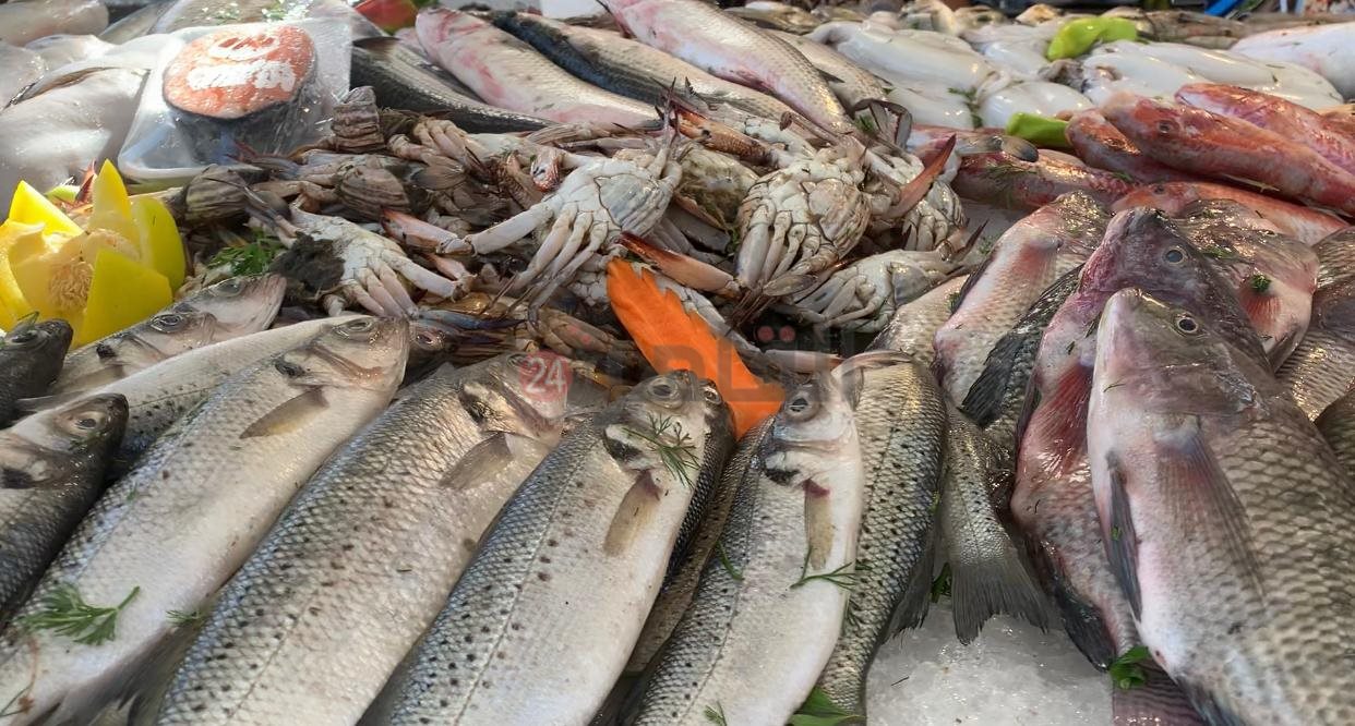 تنوع الأسماك ببورسعيد 