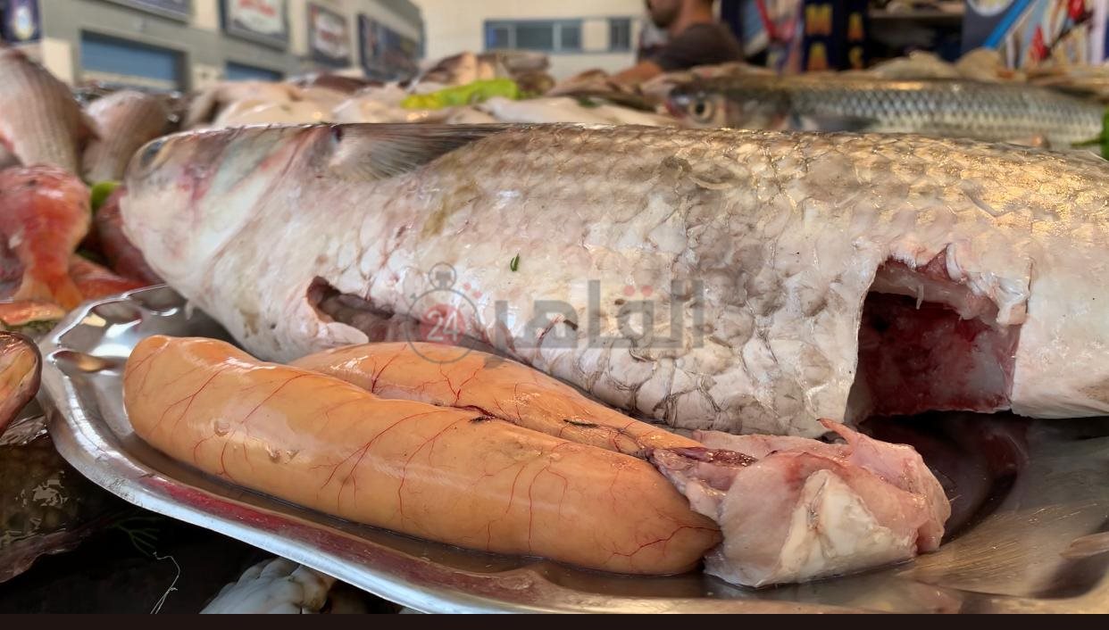 سمك البردويل المبطرخ ببورسعيد 