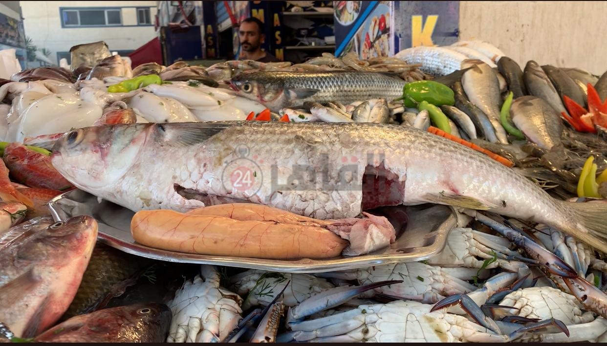 موسم البطارخ بـ محافظة بورسعيد 