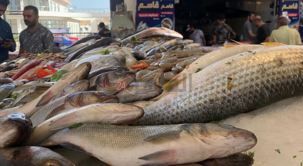 سمكة بوري البردويل المبطرخة ببورسعيد 