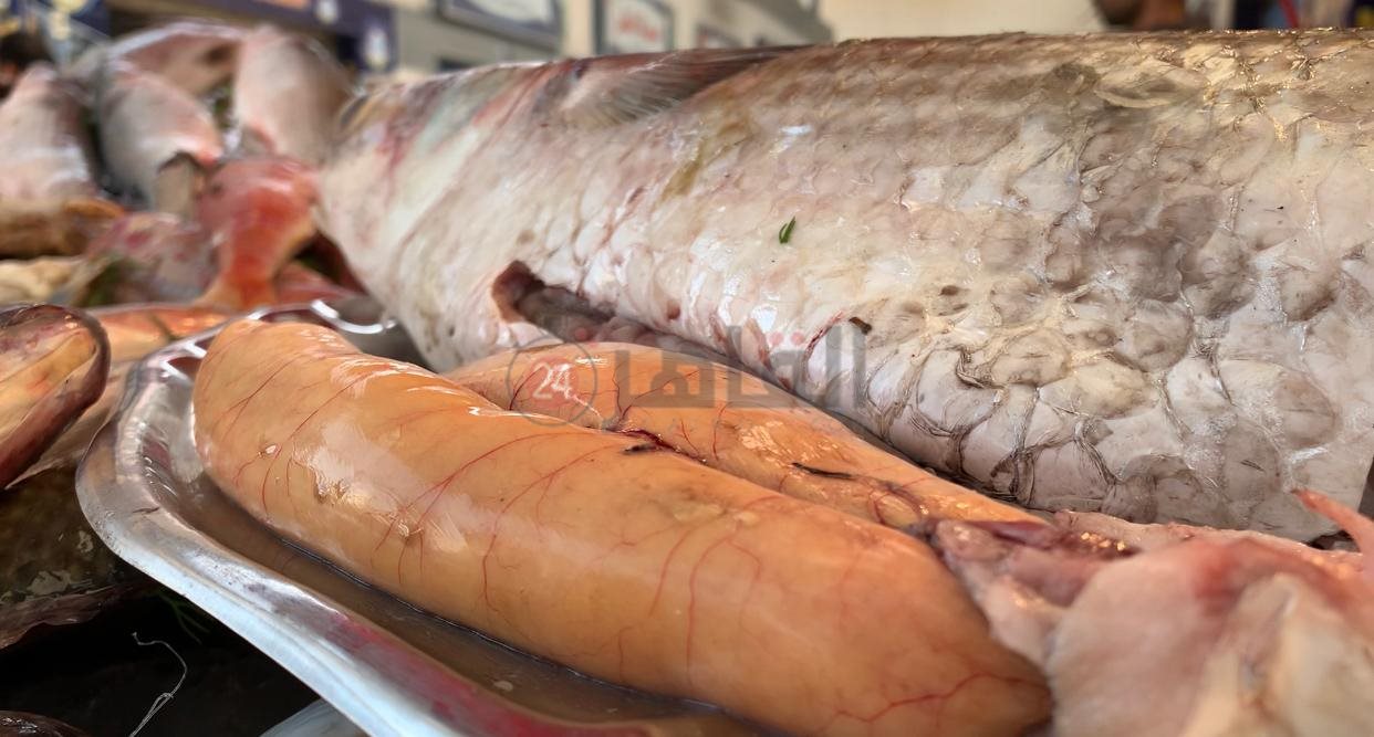 البطارخ ببورسعيد 