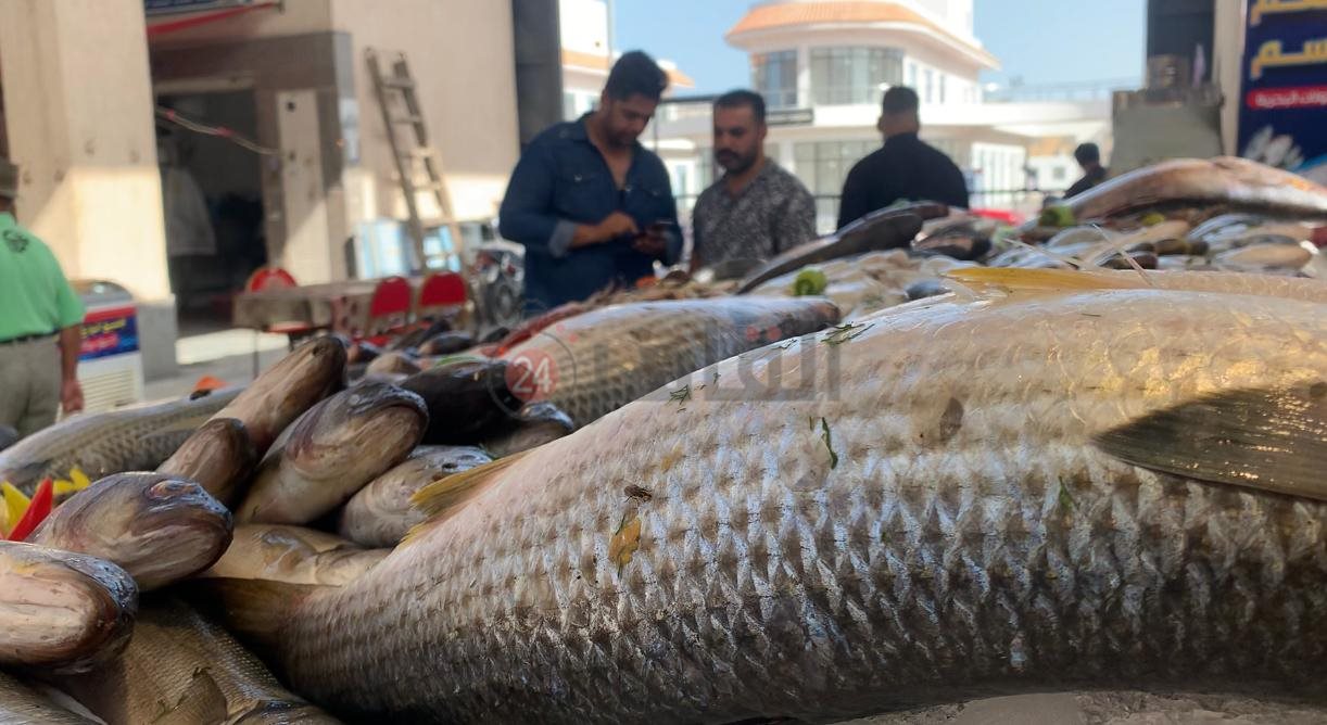 الأسماك المبطرخة تزن 5 كيلو ببورسعيد 