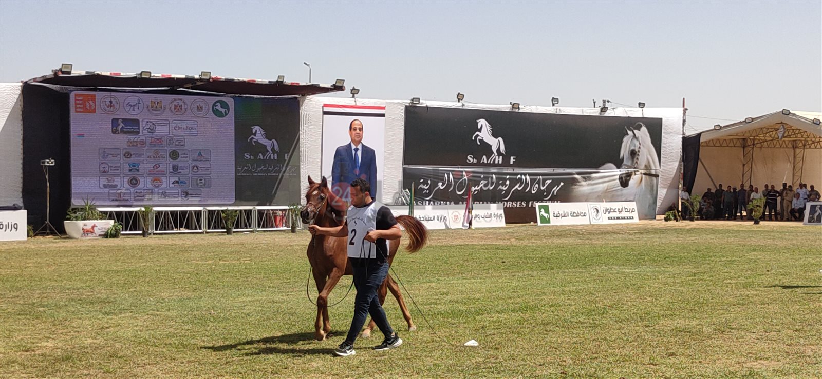 جانب من فعاليات مهرجان الشرقية للخيول العربية