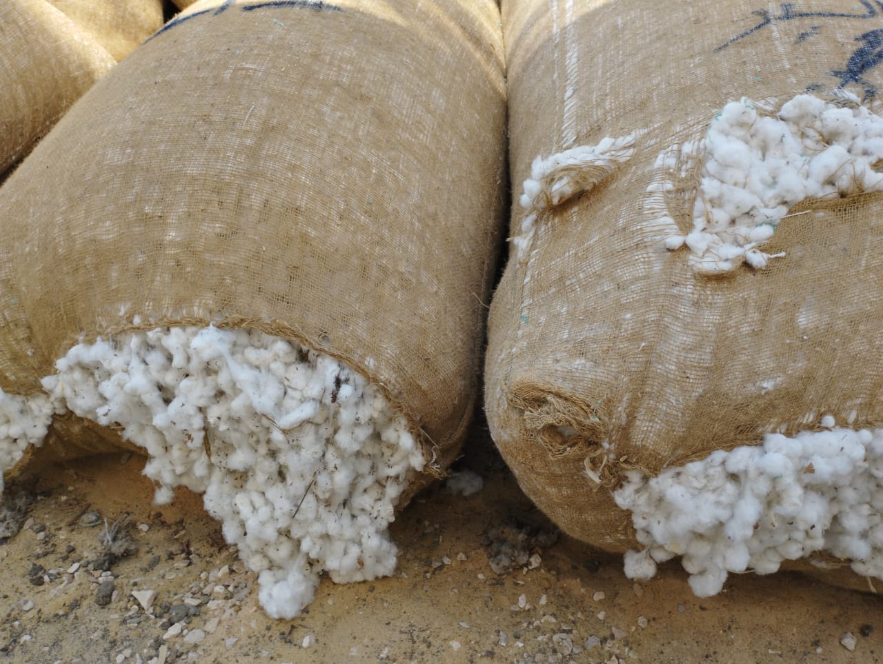 مزاد القطن بالشرقية 01