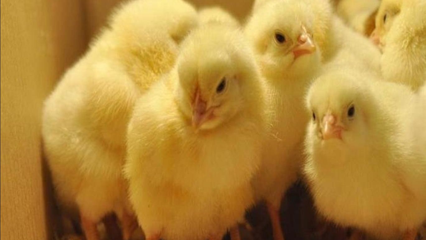 أسعار الكتاكيت اليوم