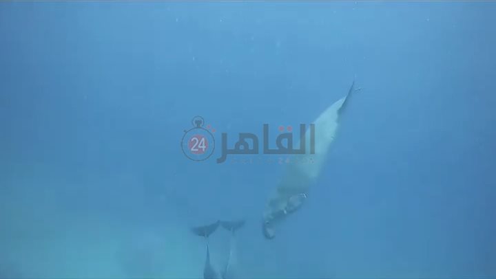 عروس البحر والدولفين يرسمون لوحة فنية للسائحين بأعماق مرسى علم 