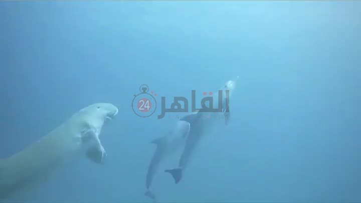 عروس البحر والدولفين يرسمون لوحة فنية للسائحين بأعماق مرسى علم 