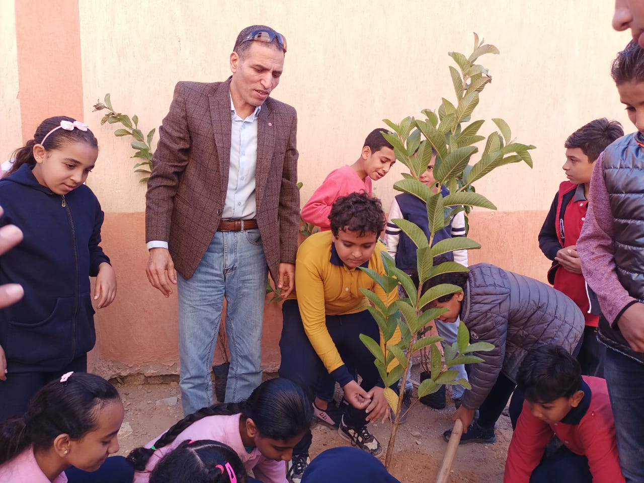 استمرار توزيع الأشجار