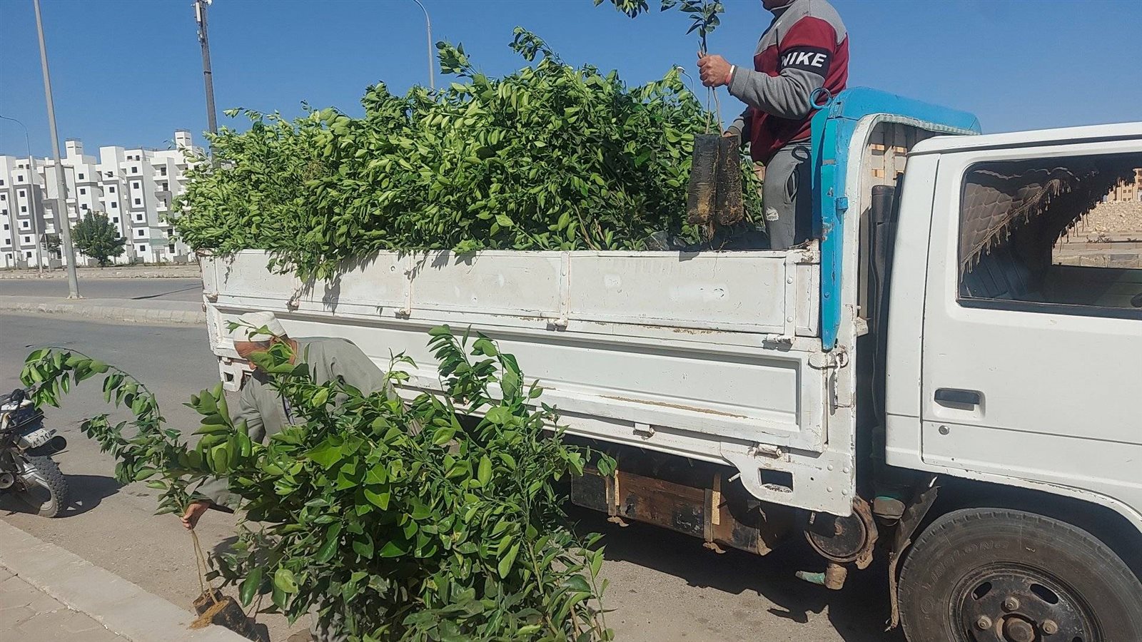 الأشجار المثمرة