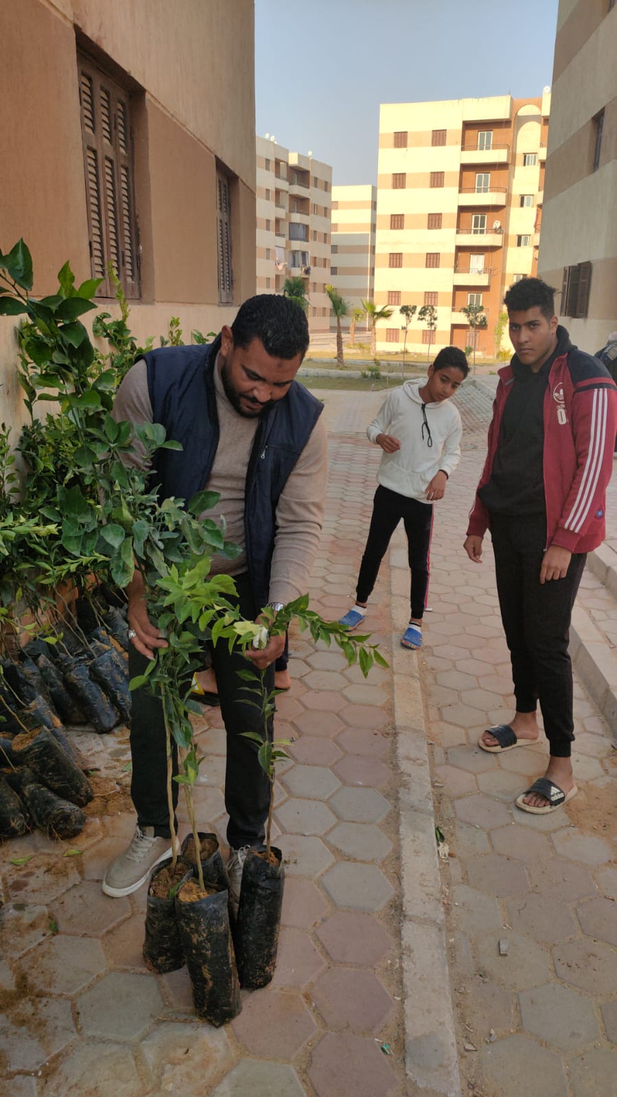 خلال توزيع الأشجار 