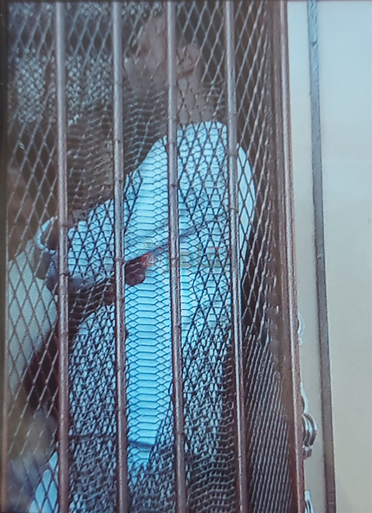 ‪المتهم بقتل عمته ببورسعيد،1