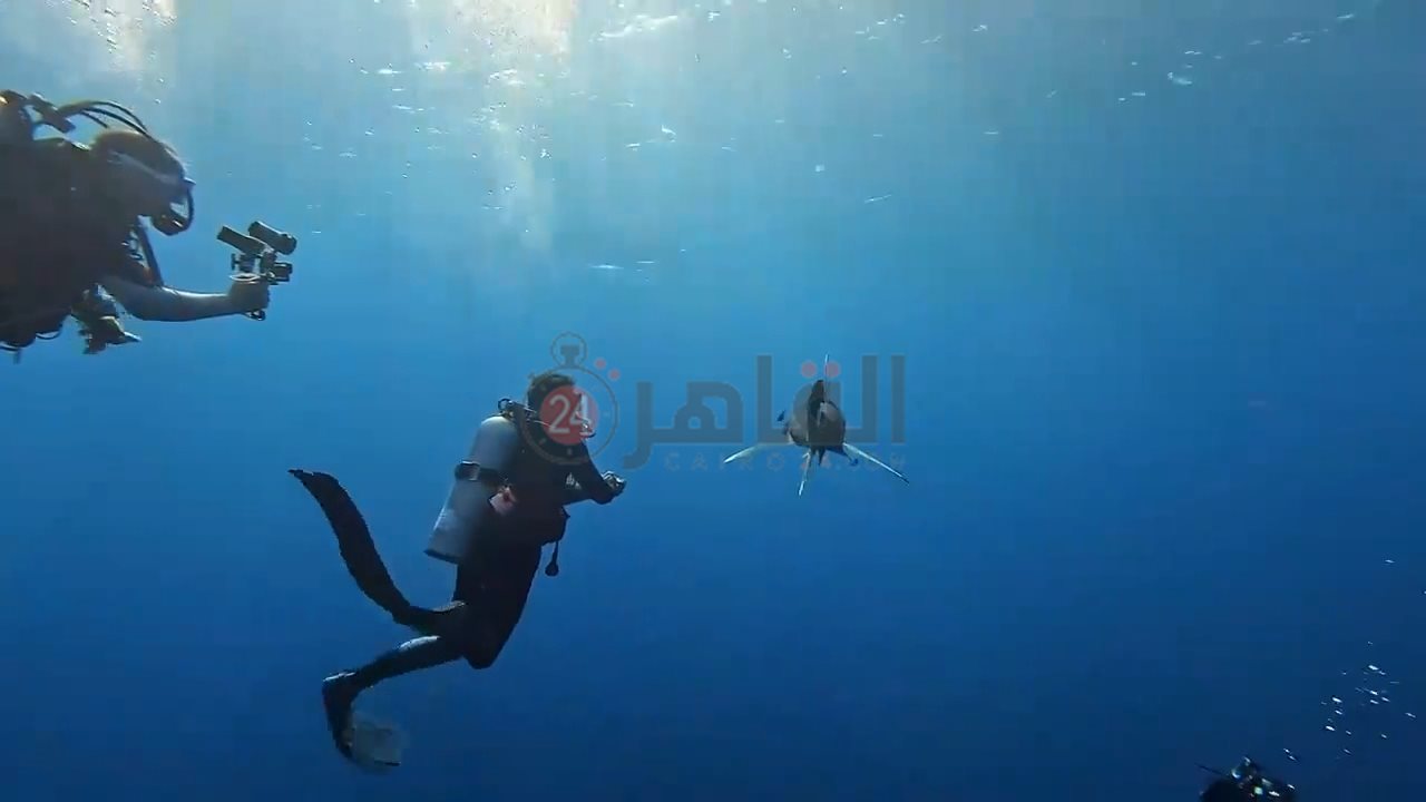 ظهور زوجين من قرش اللونج مانوس بمرسى علم 