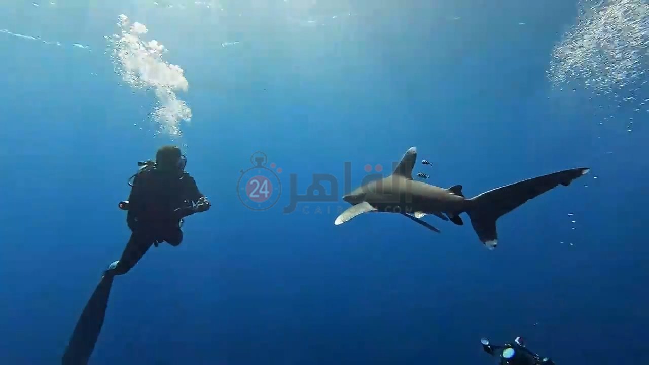 ظهور زوجين من قرش اللونج مانوس بمرسى علم 