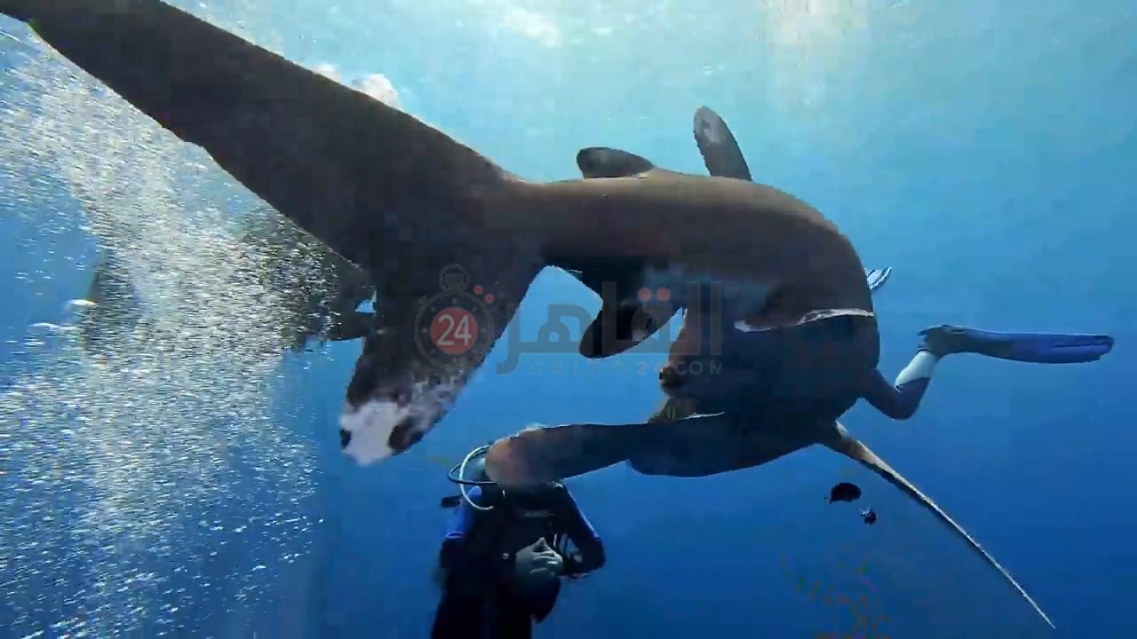 ظهور زوجين من قرش اللونج مانوس بمرسى علم 