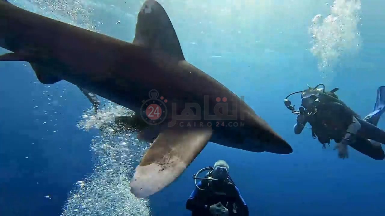 ظهور زوجين من قرش اللونج مانوس بمرسى علم 