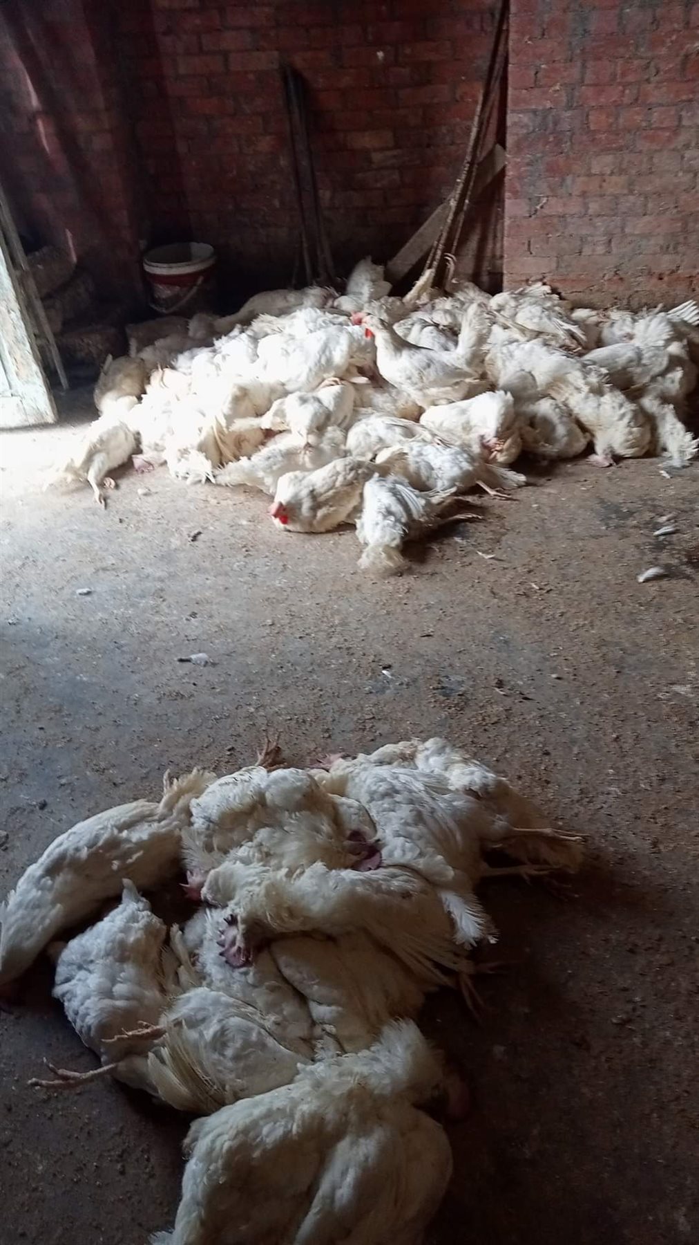 الدواجن النافقة 03