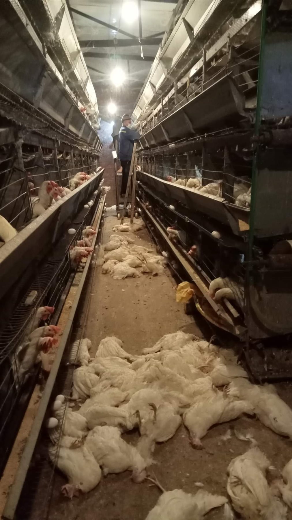 الدواجن النافقة 07