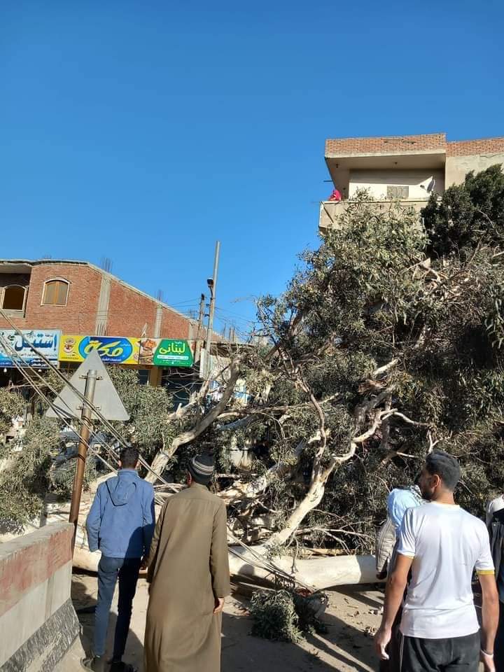 سقوط شجرة في فاقوس 03