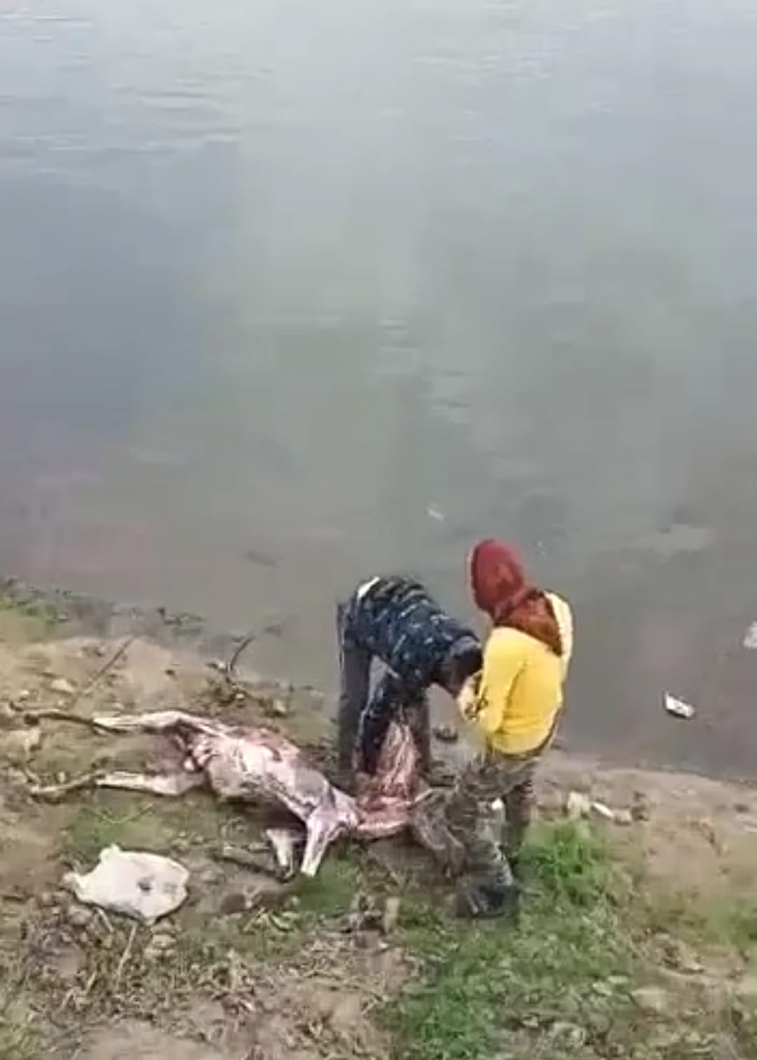 المتهمين والحمار النافق