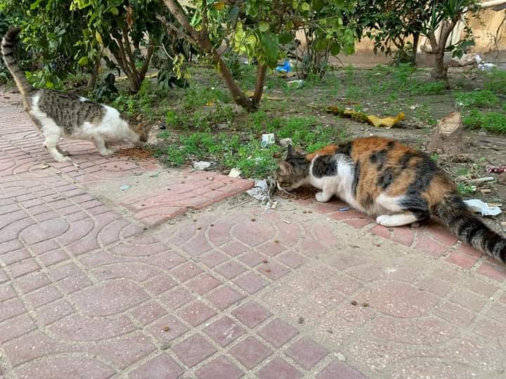 FB_IMG_1676399027476