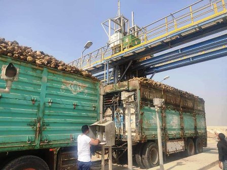 انطلاق موسم حصاد البنجر 01