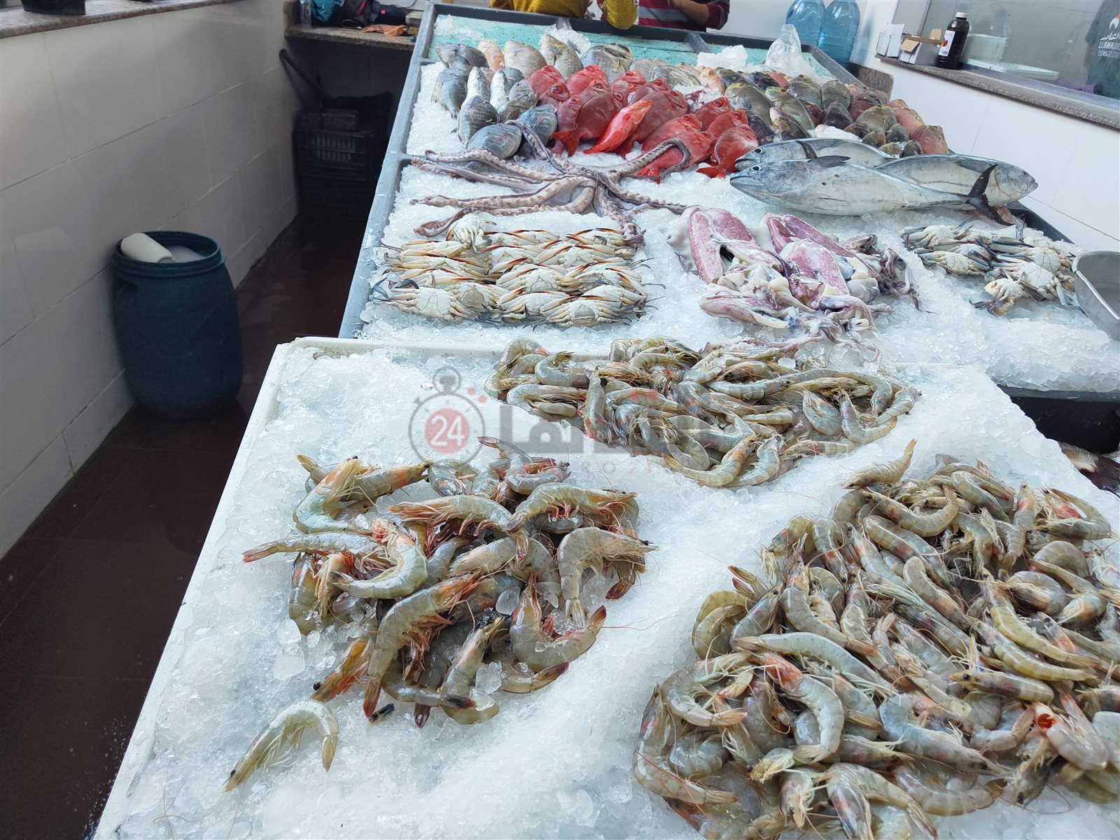 حلقة السمك بالغردقة